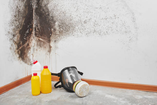 Best Mold Damage Repair  in Lampasas, TX