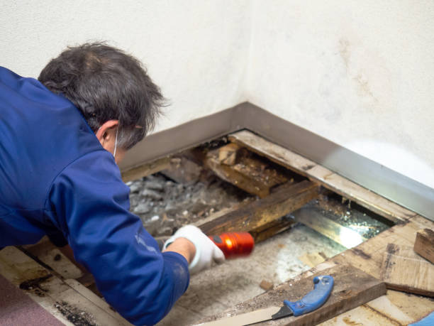 Trusted Lampasas, TX Mold Removal Experts