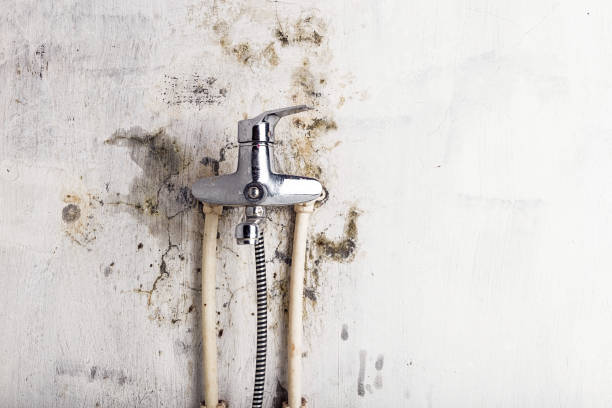Best Mold Removal Specialists  in Lampasas, TX