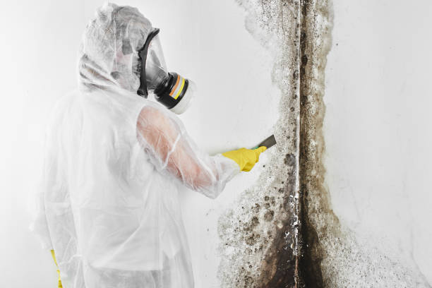 Best Toxic Mold Removal  in Lampasas, TX
