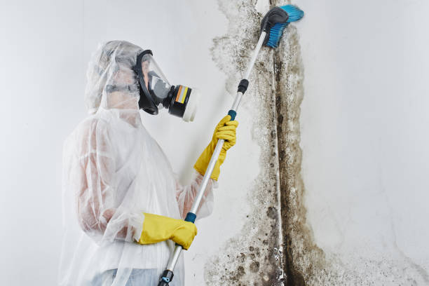 Best Toxic Mold Removal  in Lampasas, TX
