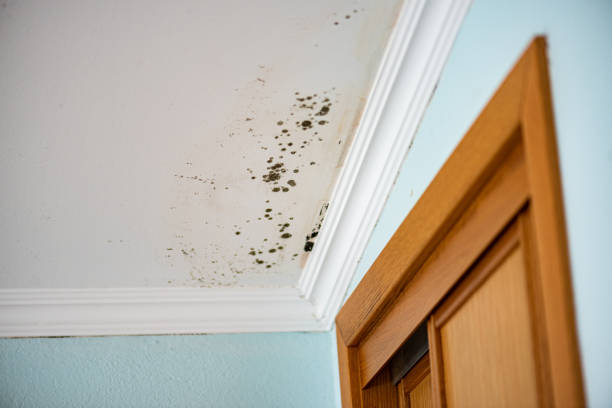 Best Local Mold Removal Service  in Lampasas, TX