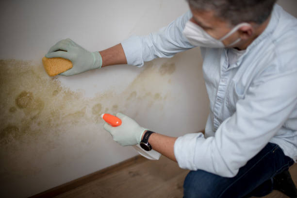 Certified Mold Removal in Lampasas, TX