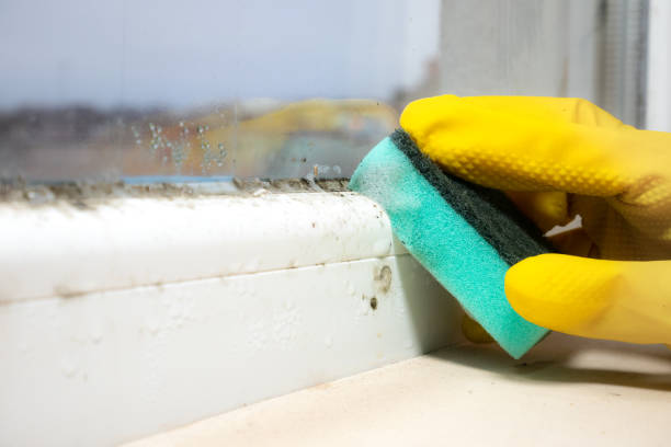 Best Black Mold Removal  in Lampasas, TX