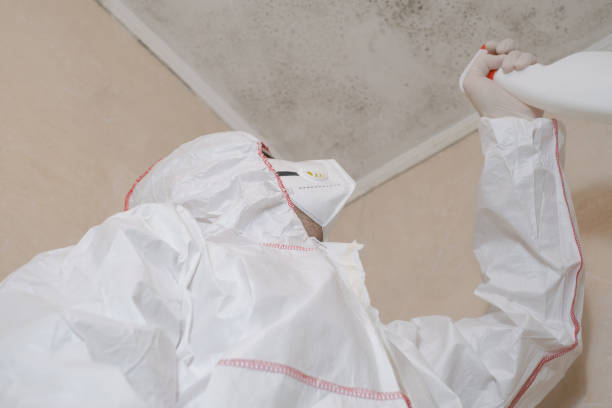 Best Attic Mold Removal  in Lampasas, TX