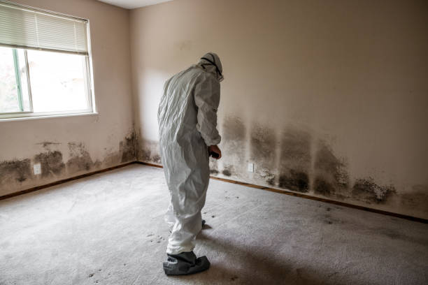 Best Crawl Space Mold Removal  in Lampasas, TX