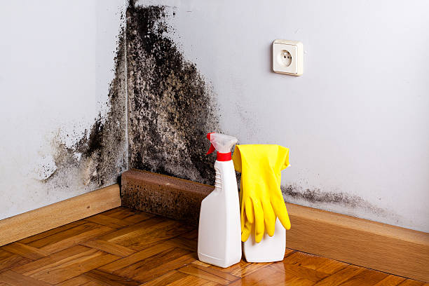 Office Mold Removal Services in Lampasas, TX