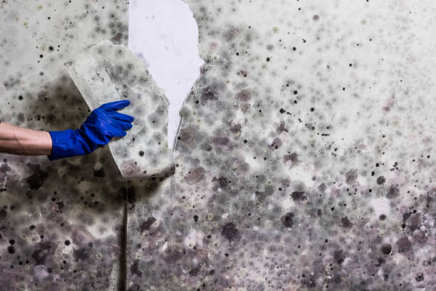 Best Black Mold Removal  in Lampasas, TX