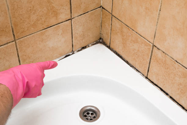 Best Same-Day Mold Removal  in Lampasas, TX